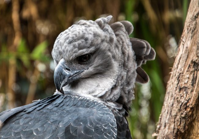 Harpy Eagle