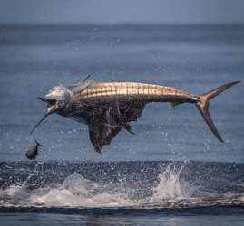 Sailfish